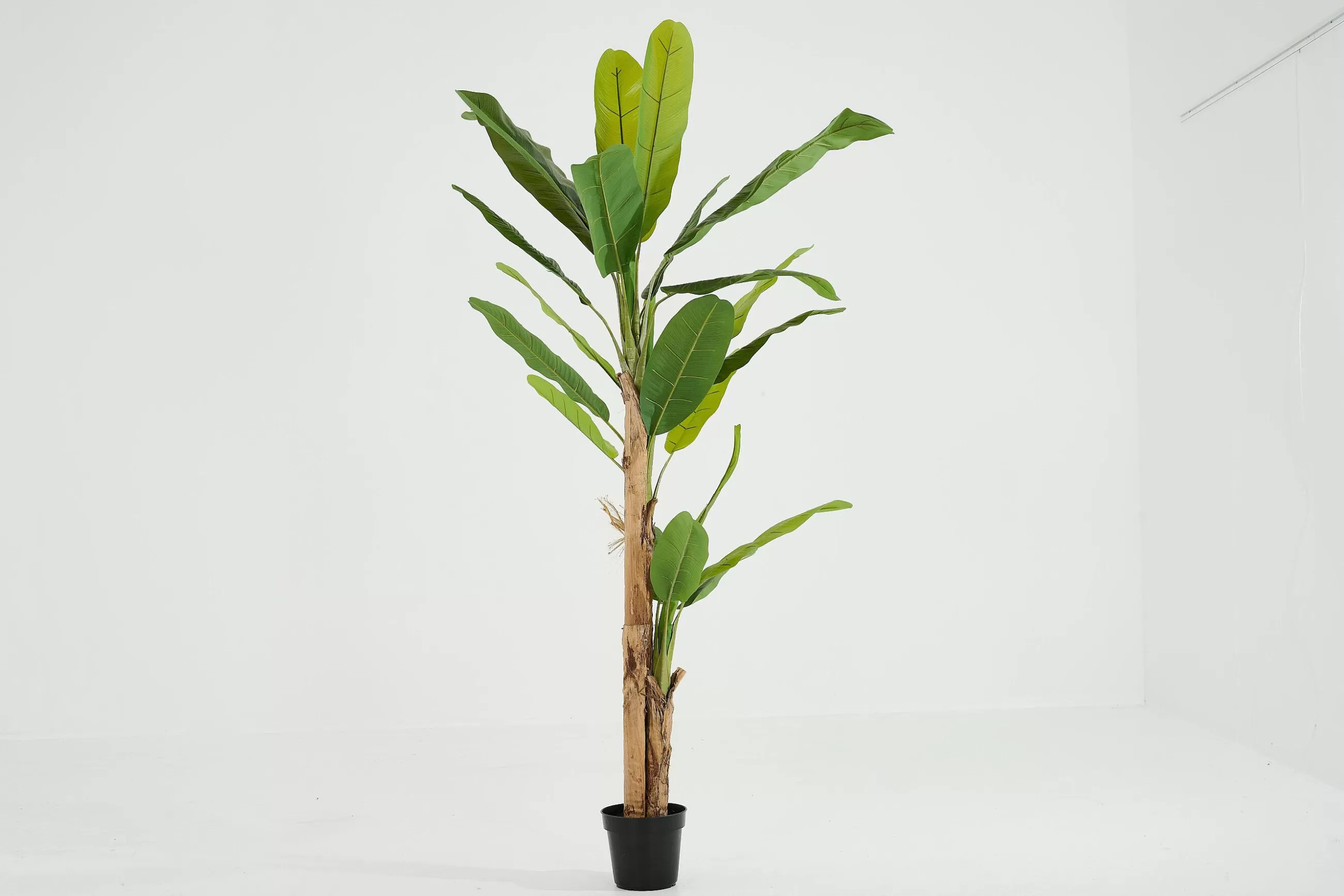 Flamant Bananier, Plante- Décoration