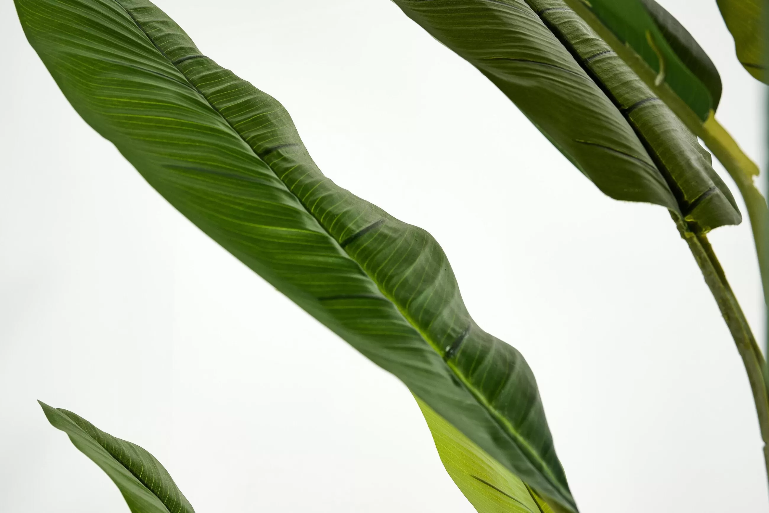 Flamant Bananier, Plante- Décoration