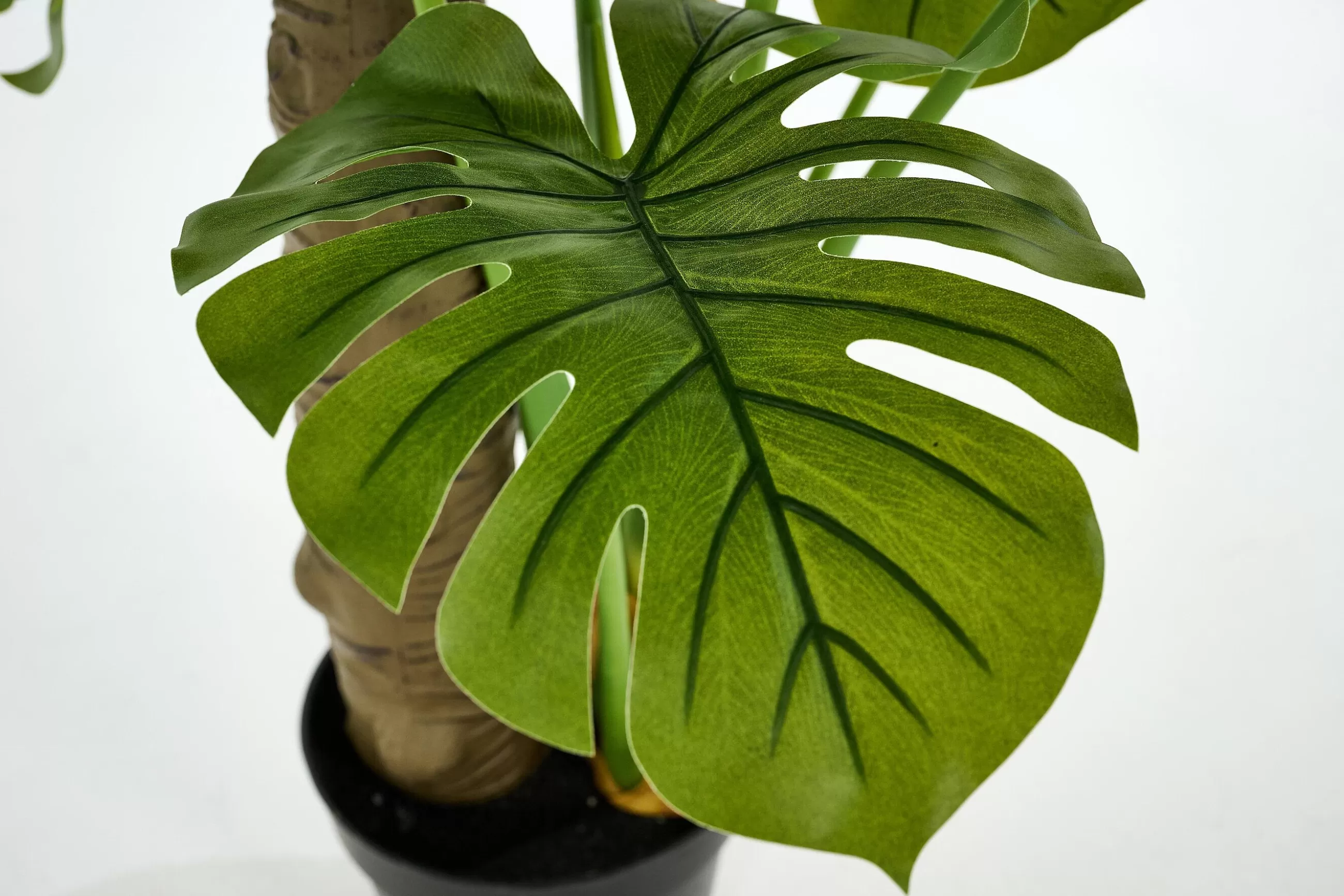 Flamant Plante Monstera, Plante- Fete Des Meres